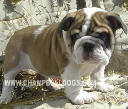 English bulldog breeders